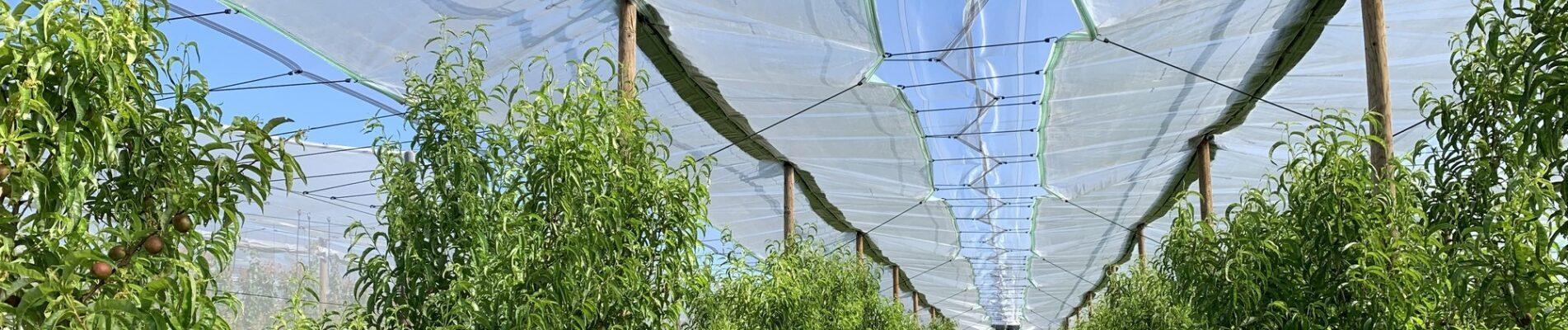 Protection cultures